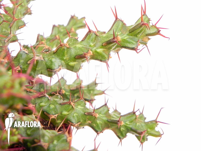 Euphorbia lenewtonii