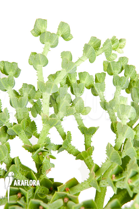 Euphorbia neokaessneri