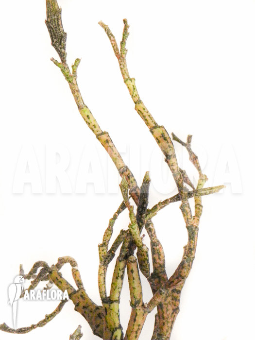 Euphorbia platyclada