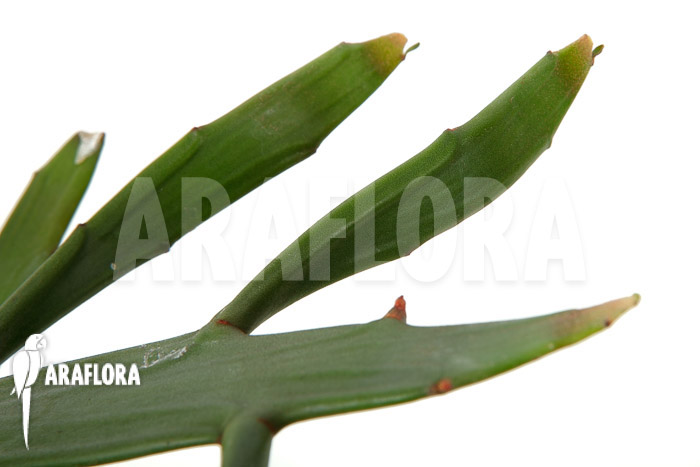 Euphorbia xylophylloides