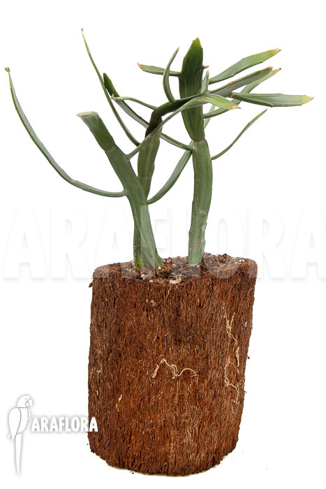 Euphorbia xylophylloides