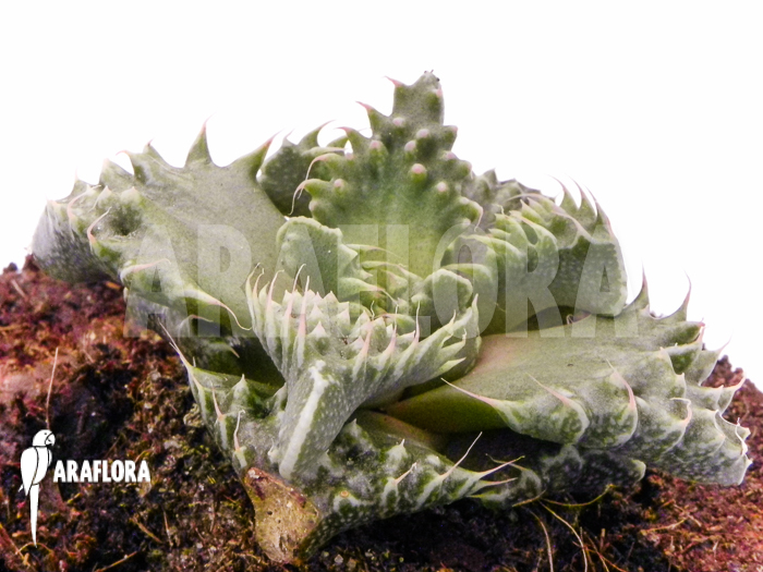 Faucaria tigrina