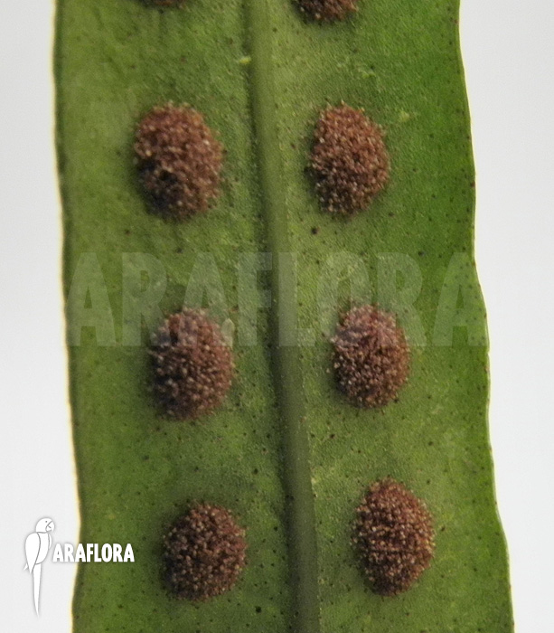 Fern species Costa Rica
