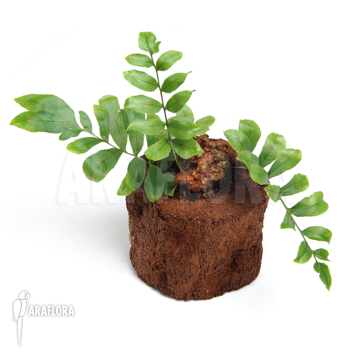 Fern species Gran Sabana