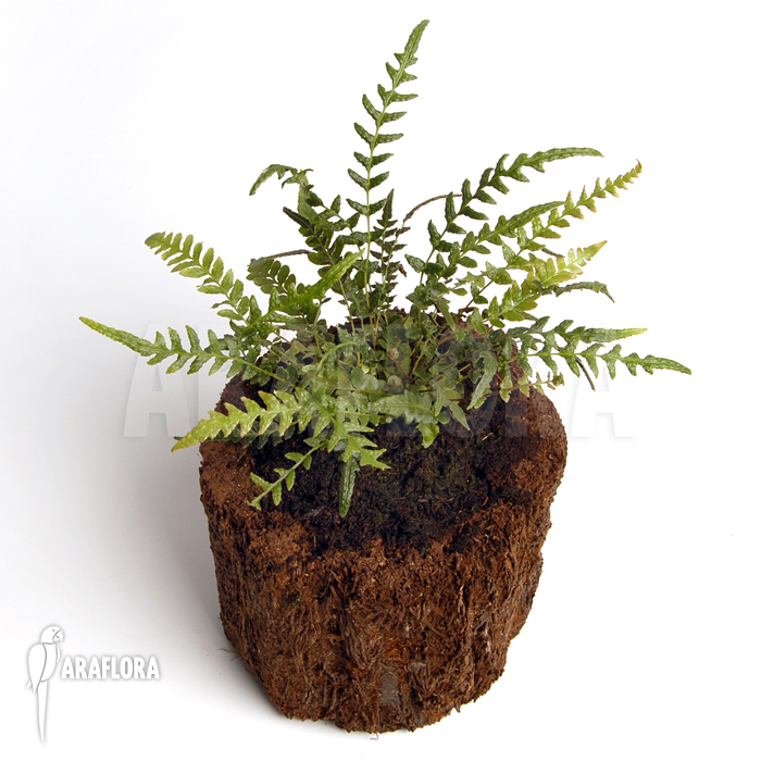 Fern species mini Peru