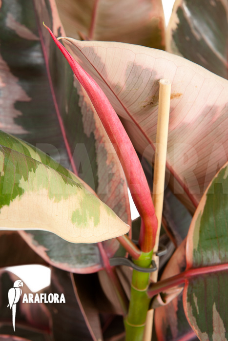 Ficus elastica ‘tricolor’