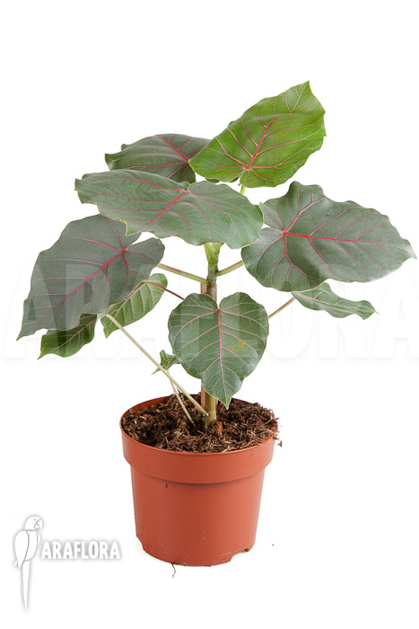 Ficus petiolaris ‘Starter’