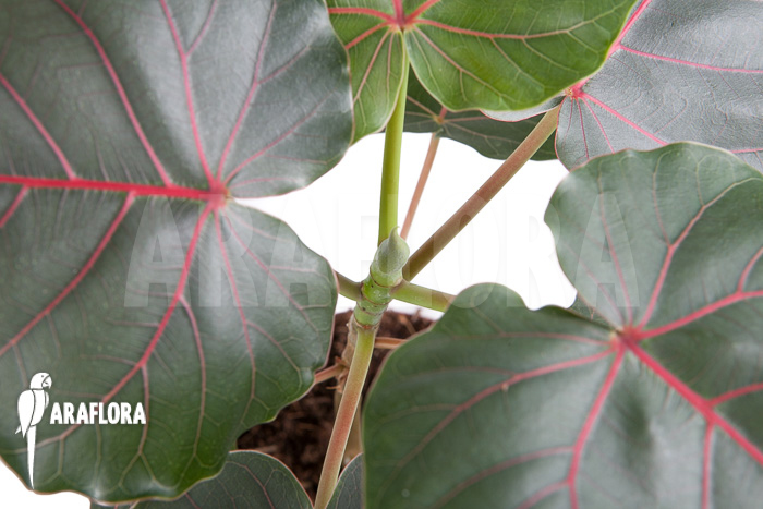 Ficus petiolaris ‘Starter’