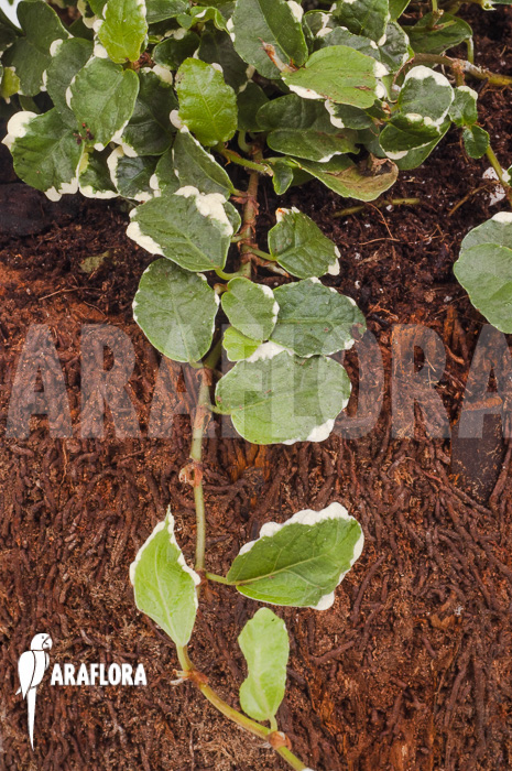 Ficus pumila ‘White sunny’