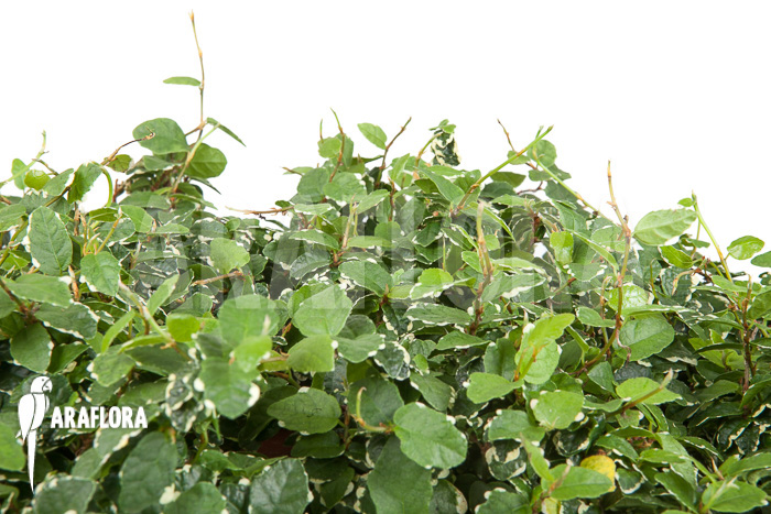 Ficus pumila ‘White sunny’