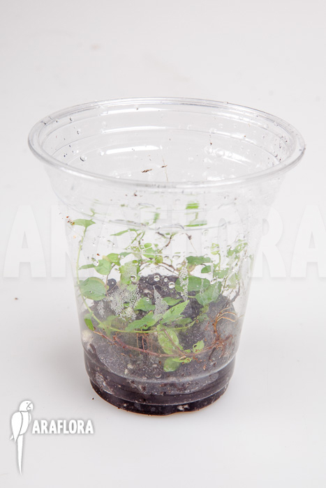 Ficus pumila var minuta ‘Species Colombia’ ‘Starter’