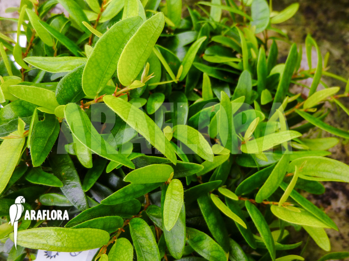 Ficus punctata &lsquo;Species Panama&rsquo;