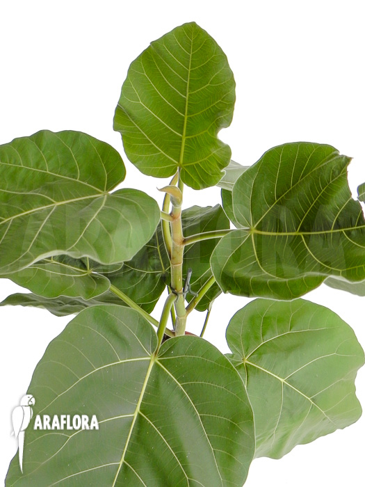 Ficus sp ‘everest’