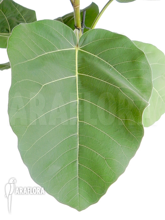 Ficus sp ‘everest’