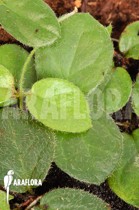 Ficus species Borneo