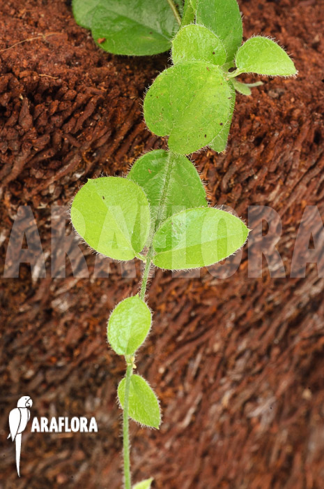 Ficus species Borneo