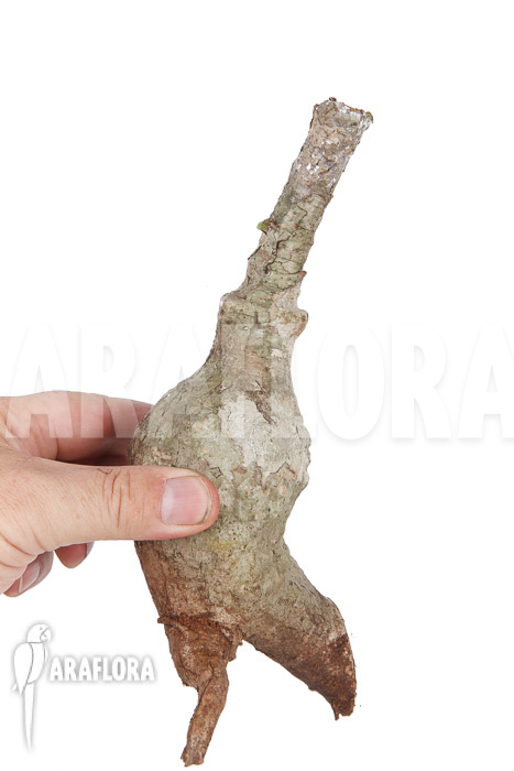 Firmiana coloreta bulb