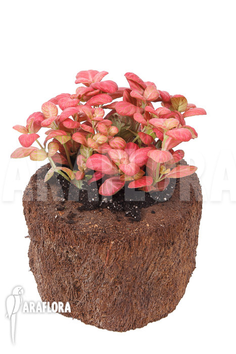 Fittonia Pink Special