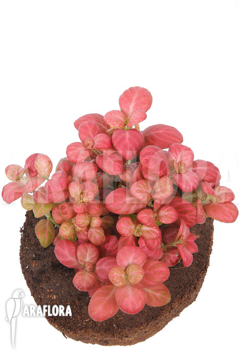 Fittonia Pink Special