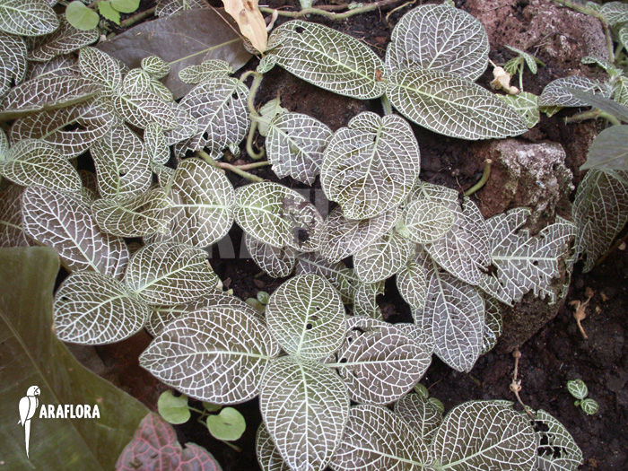 Fittonia verschaffeltii var. argyroneura