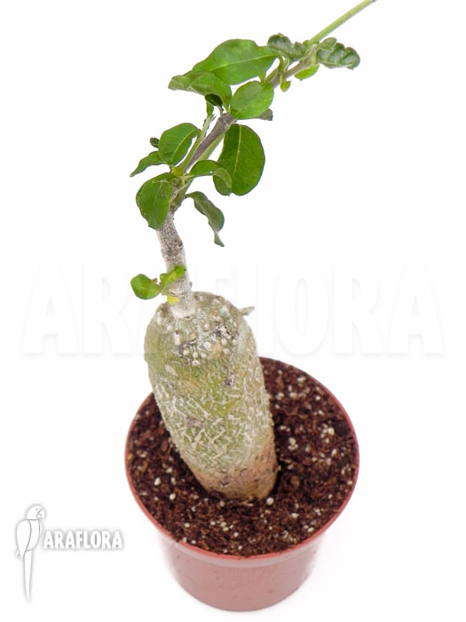 Fockea edulis ‘Starter’