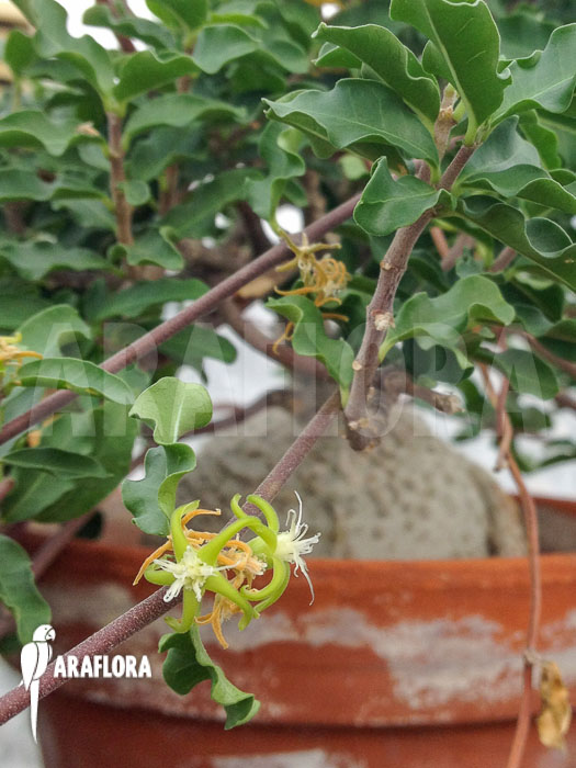 Fockea edulis flower