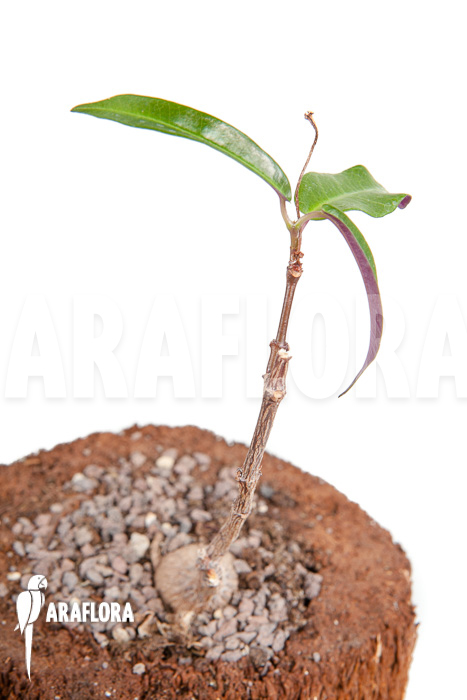 Fockea natalensis ‘S’