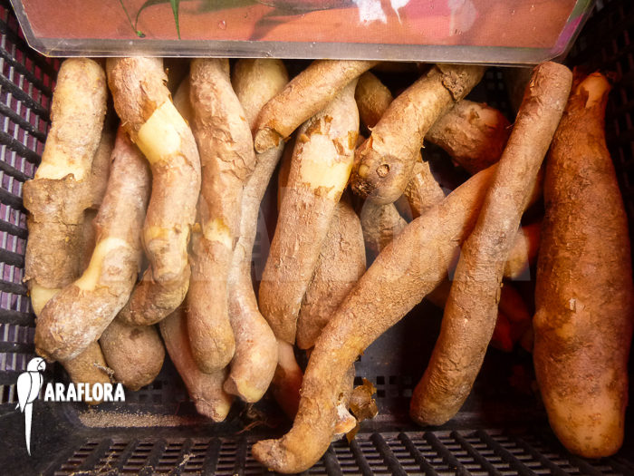 Gloriosa rothschildiana