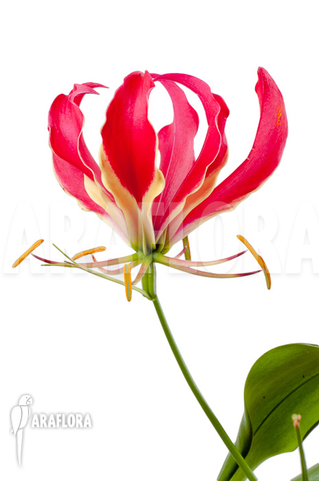Gloriosa superba