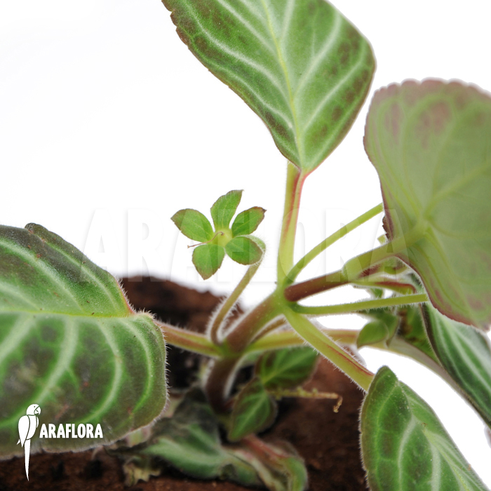 Gloxinella lindeniana