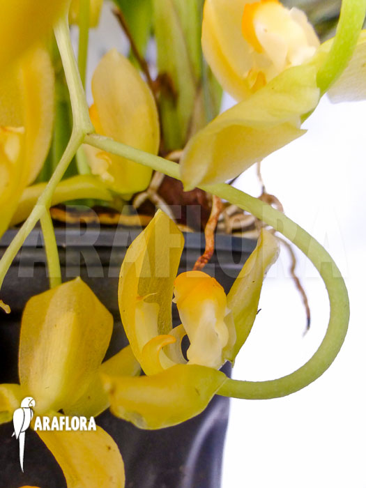 Gongora galeata var Concolor