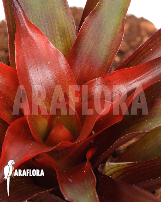 Guzmania x Revolution