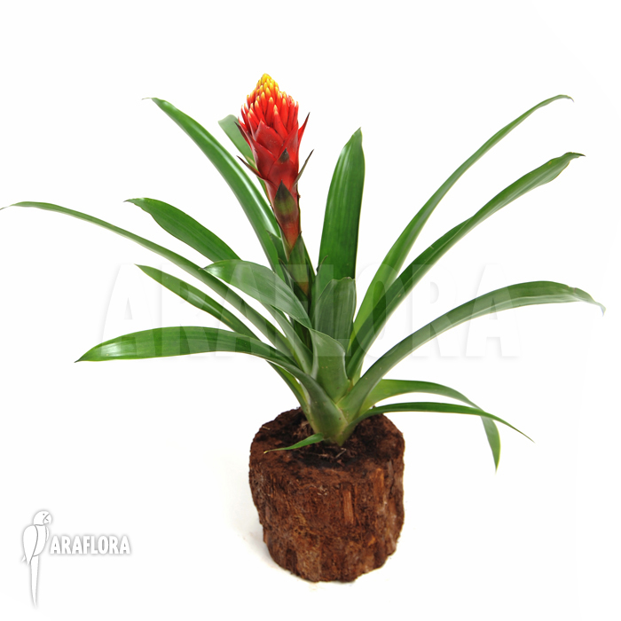 Guzmania x ‘Focus’