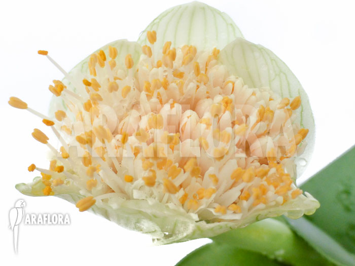 Haemanthus albiflos flower
