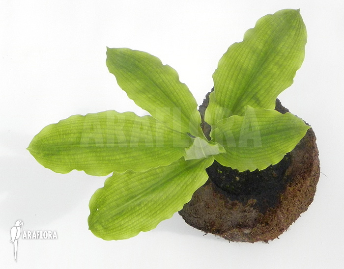 Haemanthus multiflorus after flowering