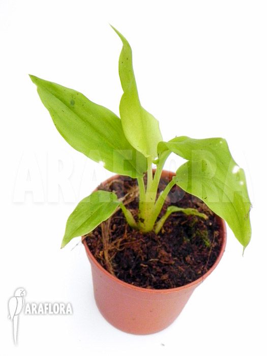 Hedychium bousigonianum