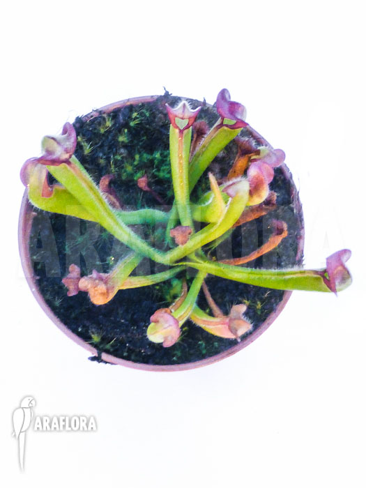 Heliamphora Starter set 3 plants