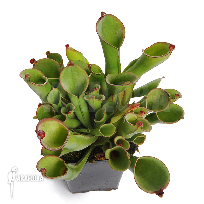 Heliamphora heterodoxa &lsquo;L&rsquo;