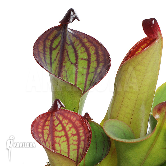 Heliamphora macdonaldae not for sale