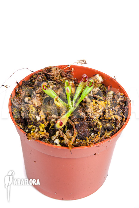 Heliamphora macdonaldae Starter sold