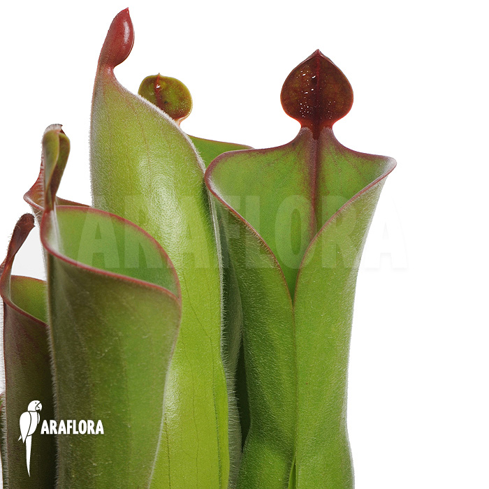 Heliamphora neblinae var. parva ’04H13′