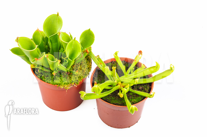 Heliamphora package Ara2