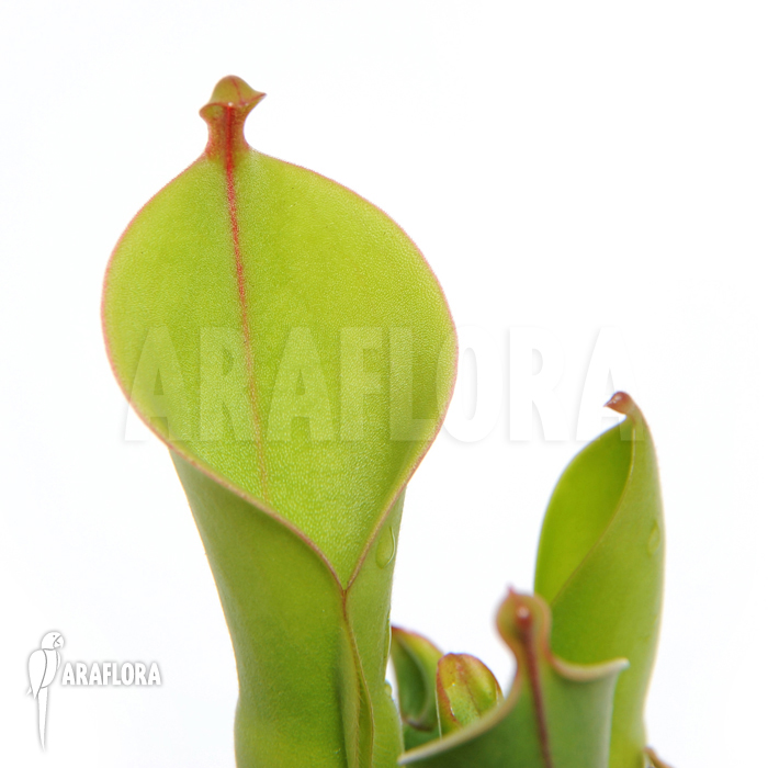 Heliamphora x heterodoxa x minor ‘L’