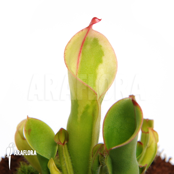 Heliamphora x heterodoxa x minor ‘M’