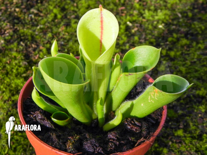 Heliamphora x heterodoxa x minor starter