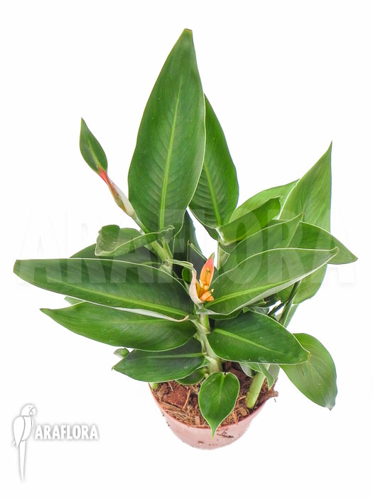 Heliconia psittacorum Starter