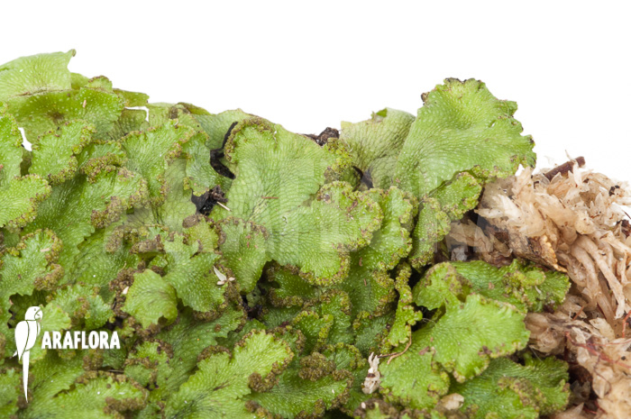 Hepatophyta moss America