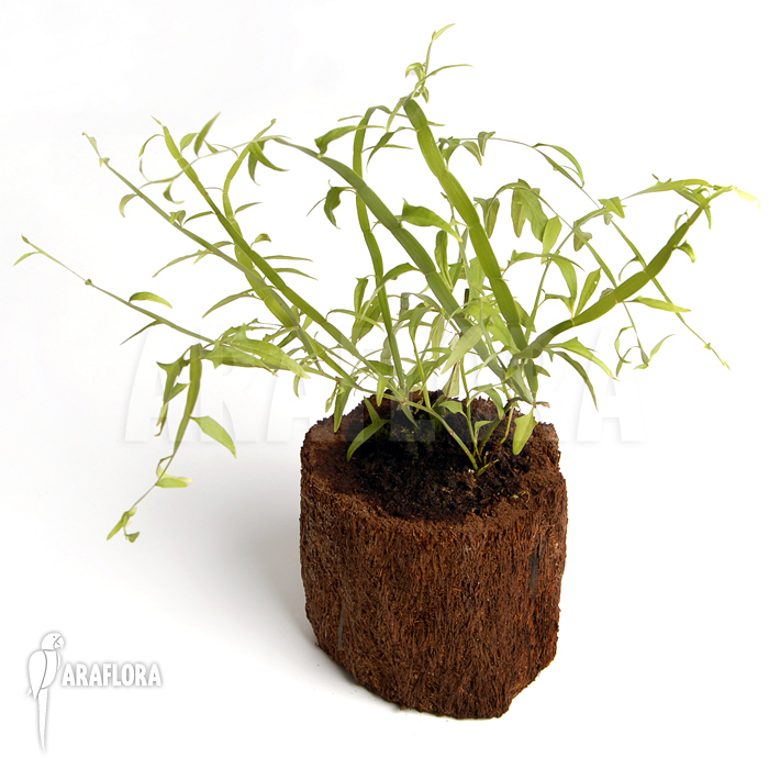 Homalocladium platycladum