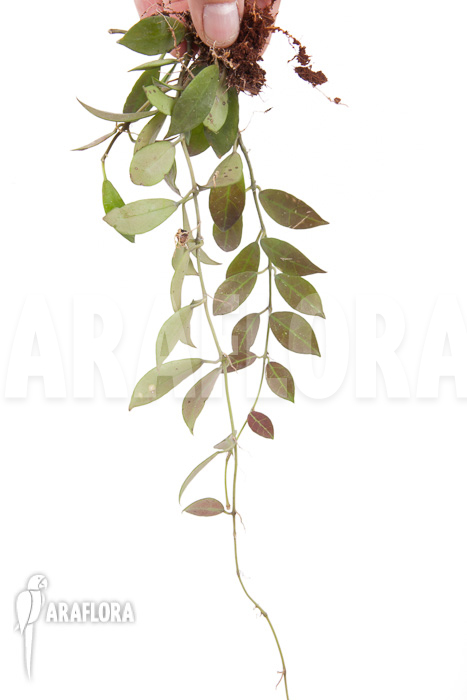 Hoya &lsquo;Rebecca&rsquo; &lsquo;starter&rsquo;