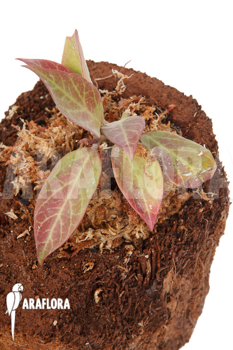 Hoya ‘Sunrise’ ‘S’